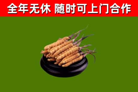 剑阁回收冬虫夏草